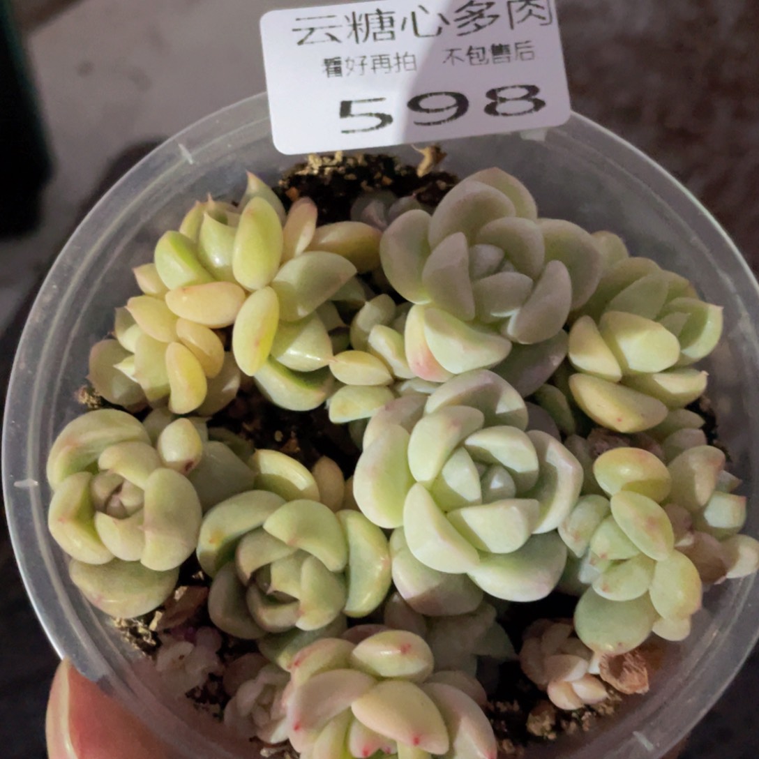 云糖心多肉植物598