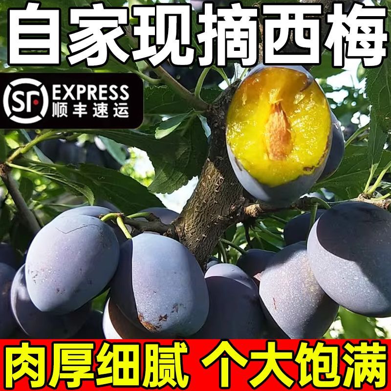 (顺丰特快空运）助农新疆正宗蓝密大西梅鲜果新鲜采摘老人孕妇爱吃