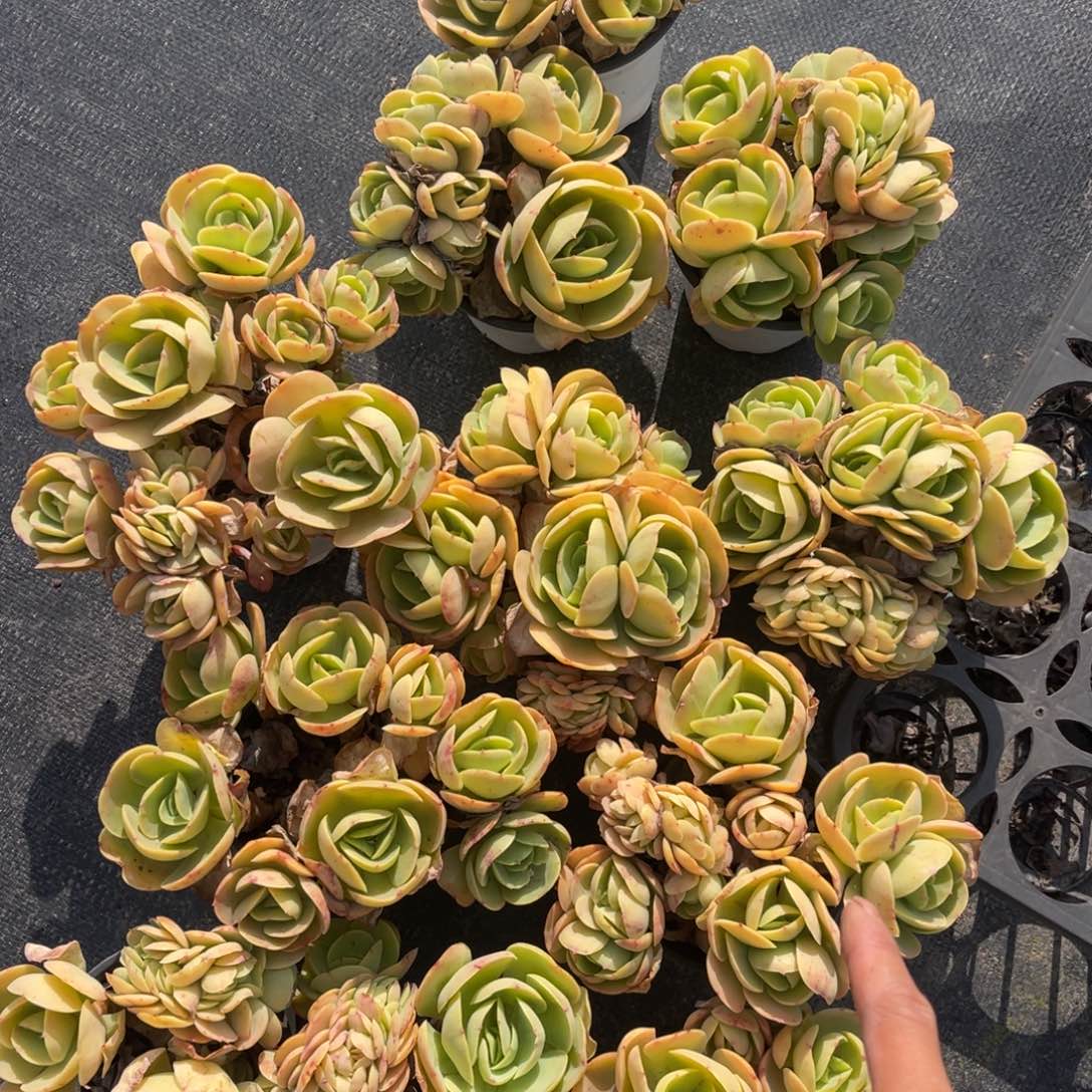 云舍多肉新年福利-碧桃缀化