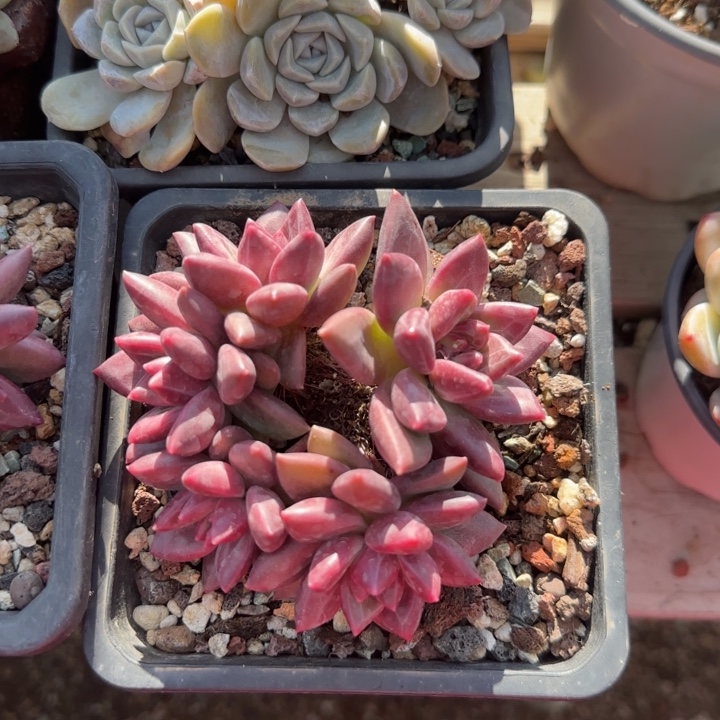 迷雾五头五十包邮