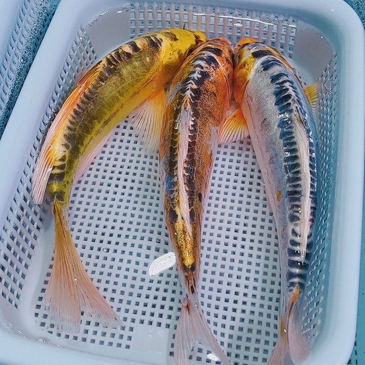 锦鲤锦鲤冷水鱼观赏105