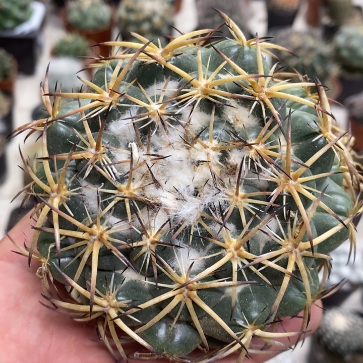 实生大号天丝象牙特价