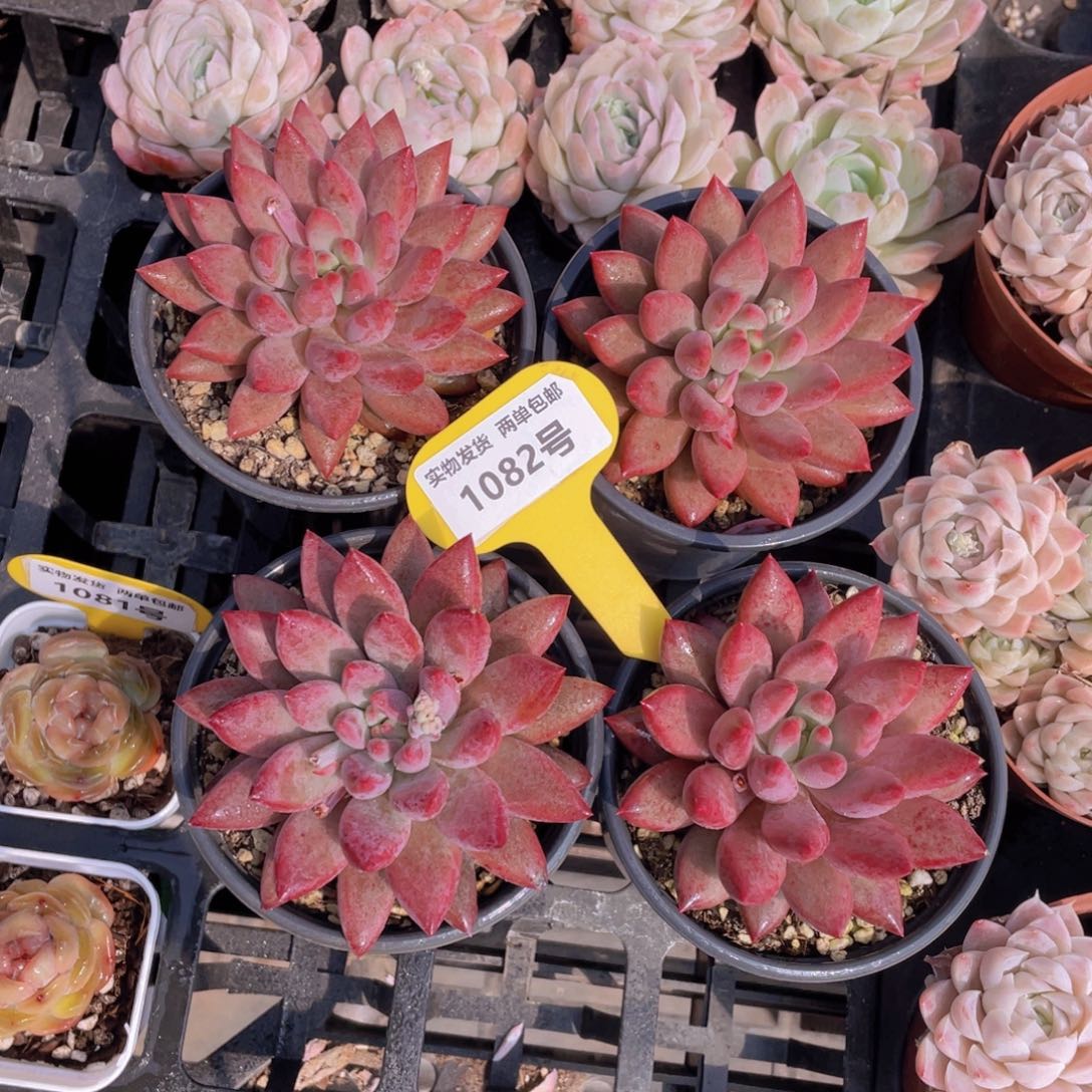 1082号 虞美人母本大单头一个