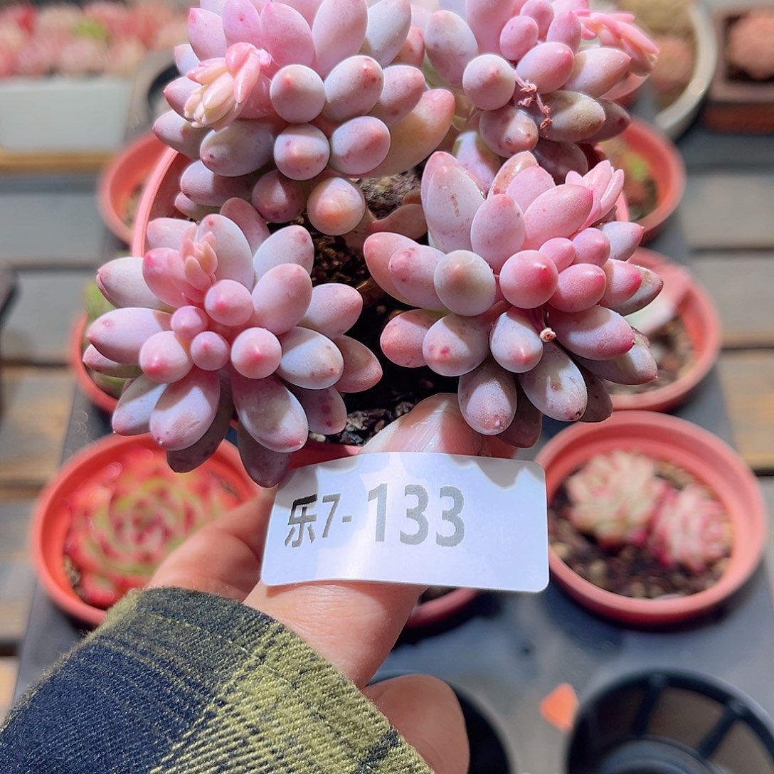 乐7-133 婴儿手指 