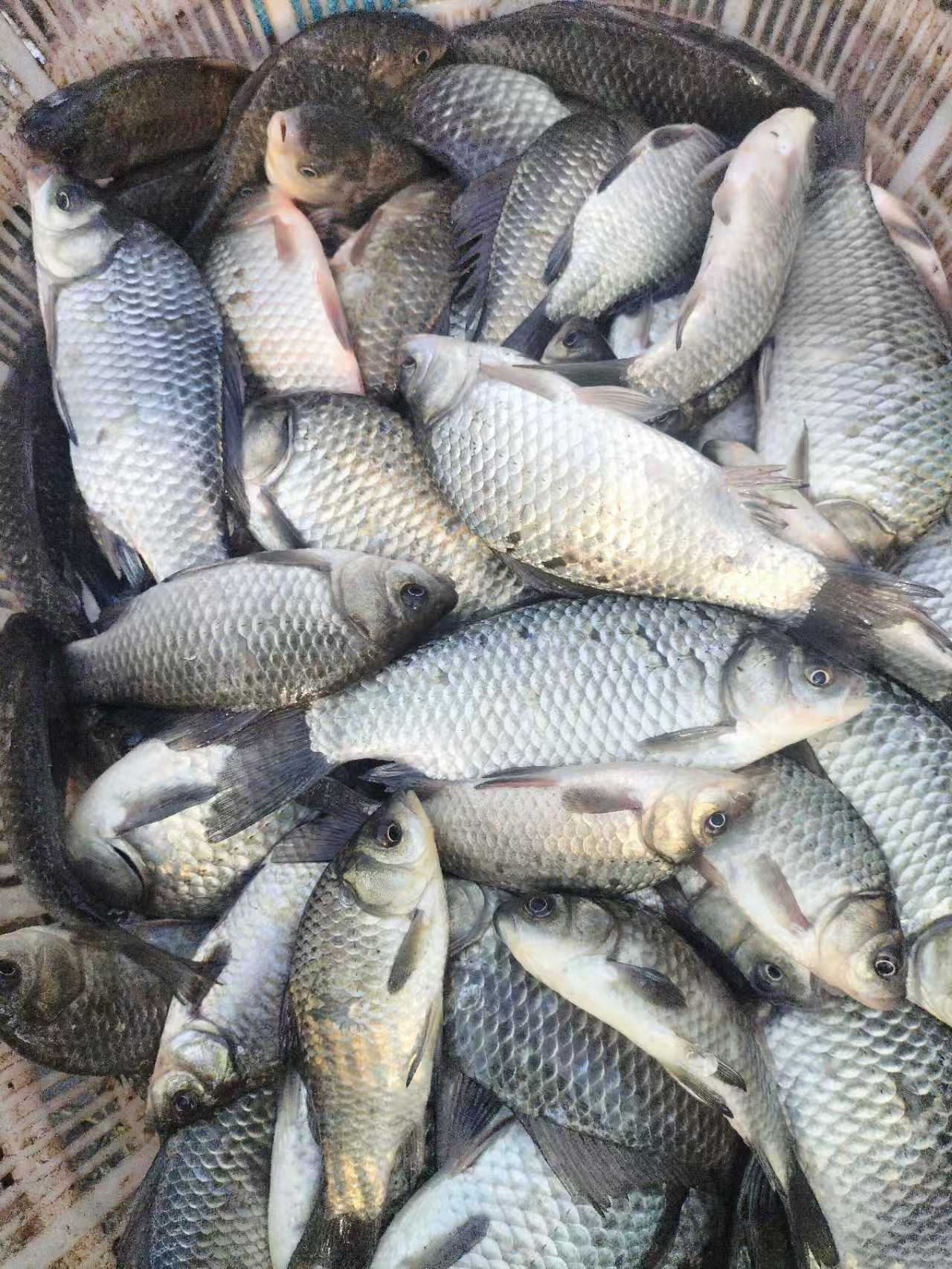 顺丰冷链发货微山湖新鲜野生鲫鱼不杀5斤 二两左右