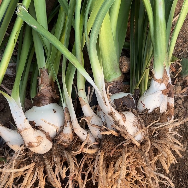 无花朵盲盒开花不售后1602两颗