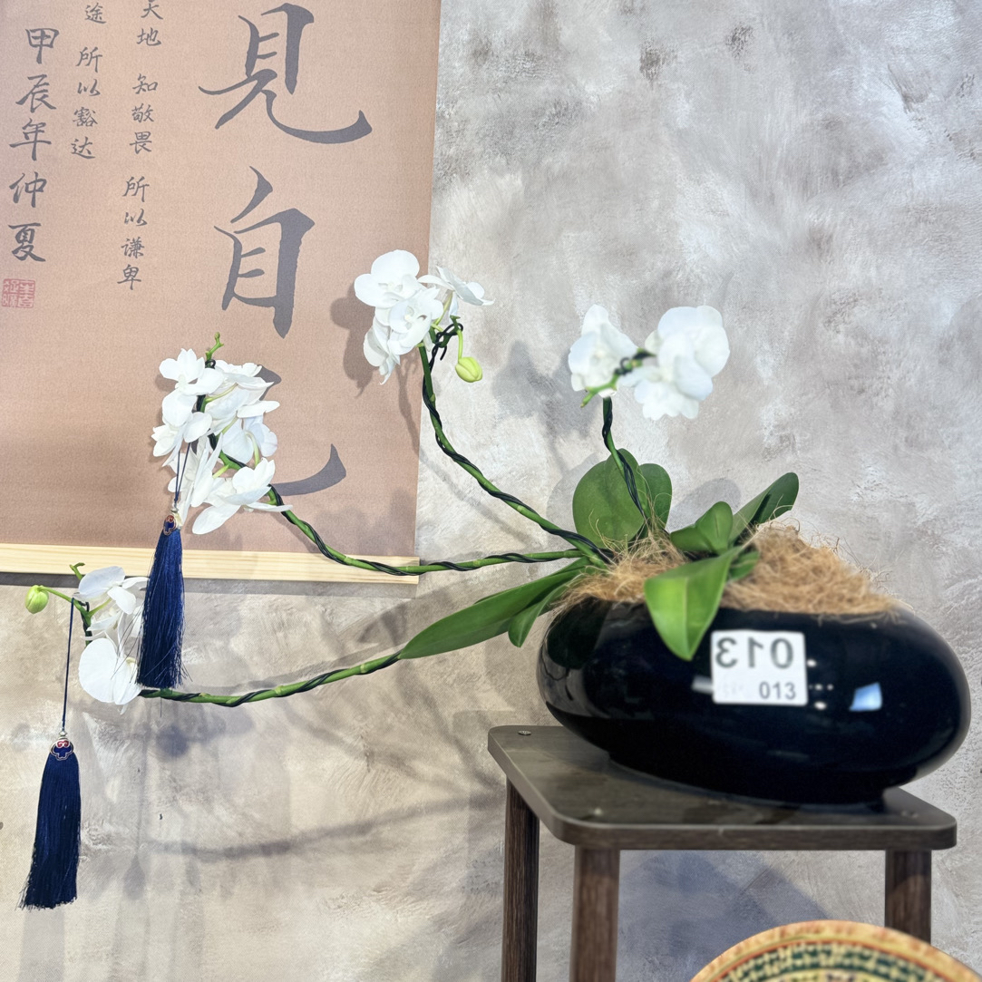 013蝴蝶兰 白天鹅三支花箭 虬枝探雪