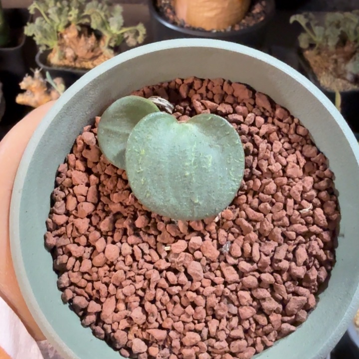 爱心雾冰玉（满2 8包邮）