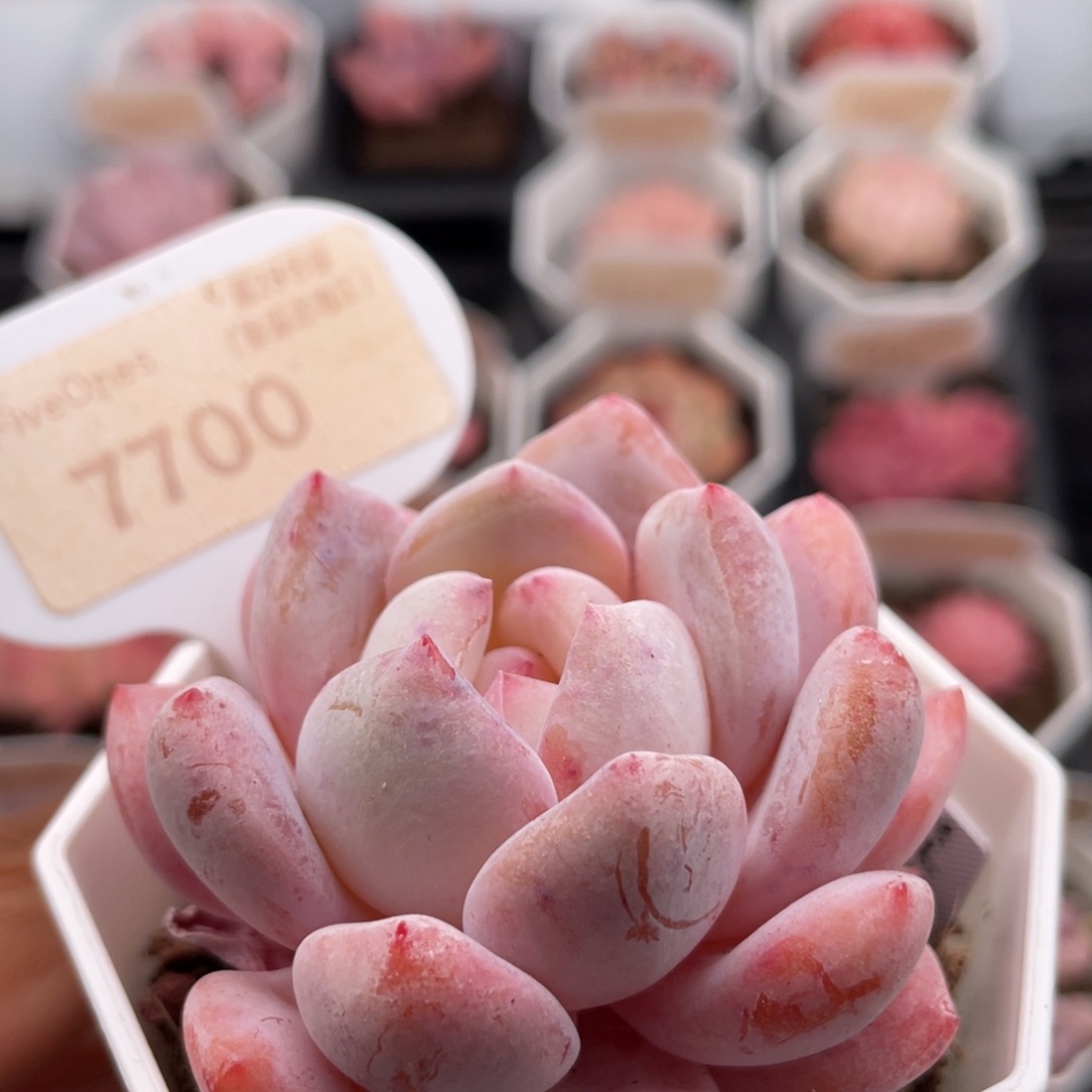 橙梦露7700-5.5厘米