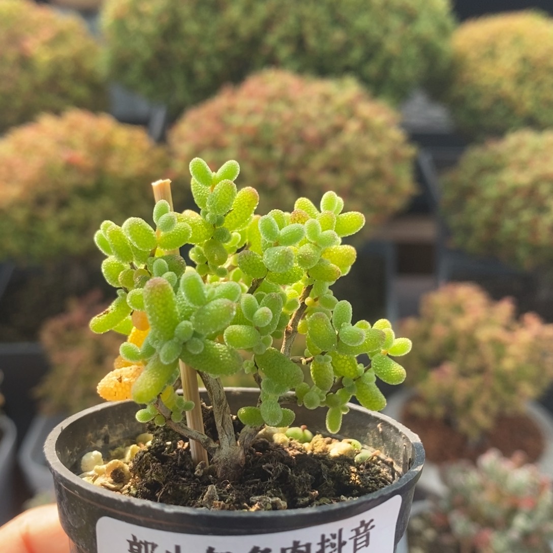 金橘糖球2242枝干番杏