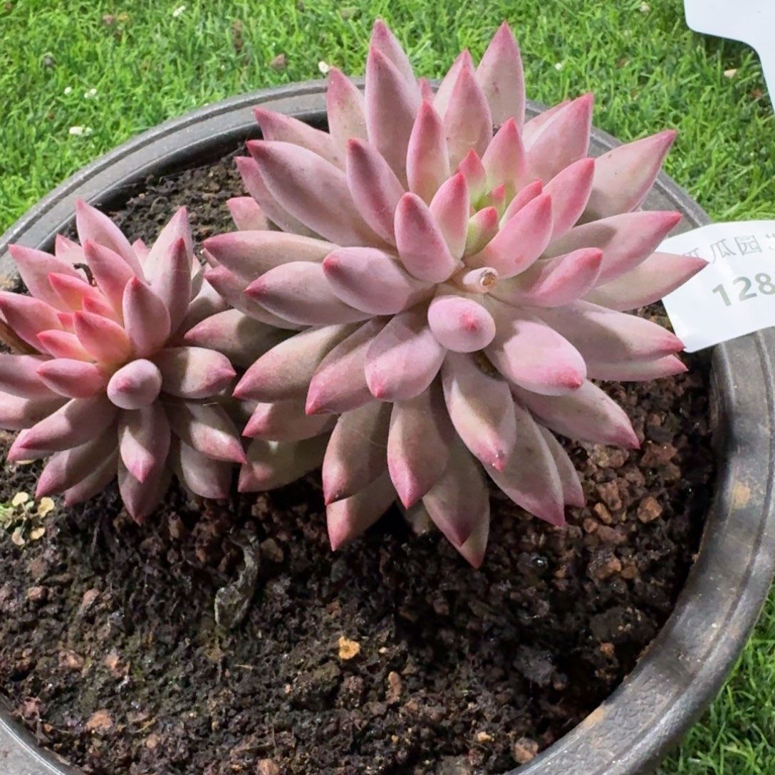 1283虞美人多肉植物晾晒一下