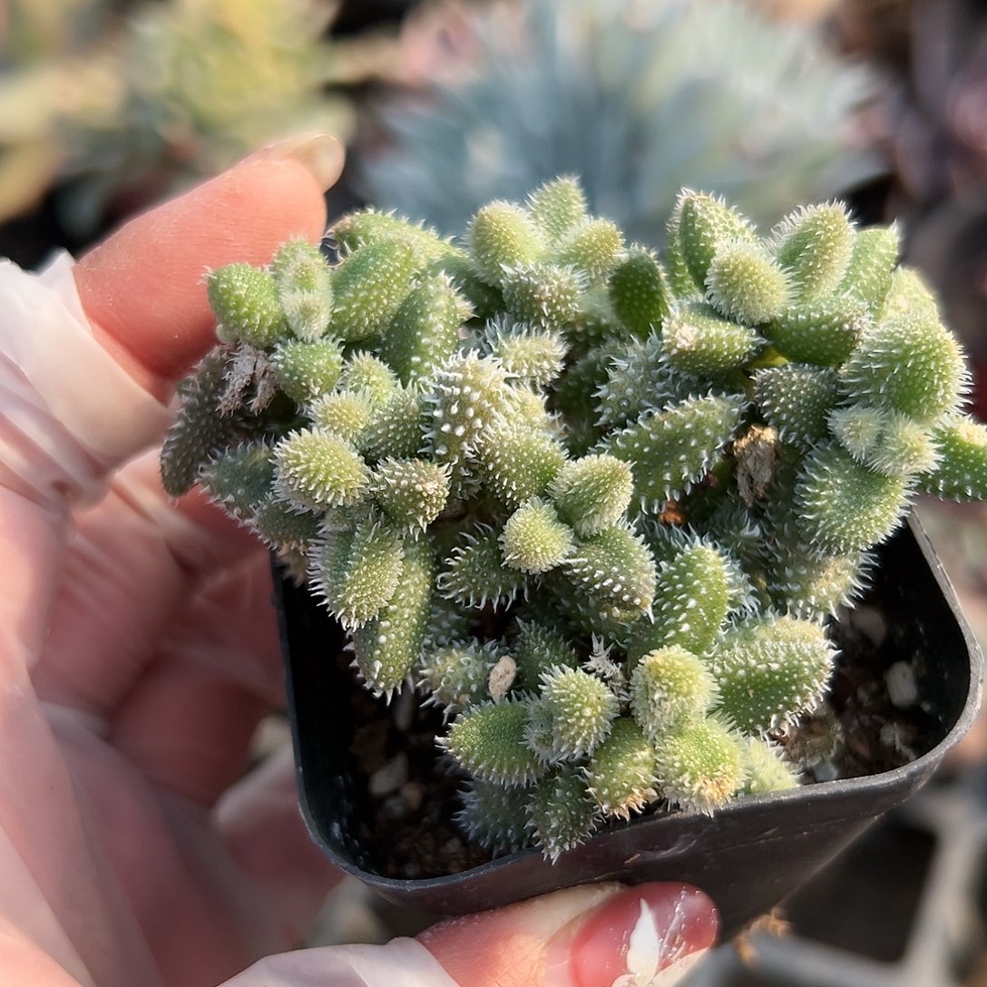 多肉植物开花雷同