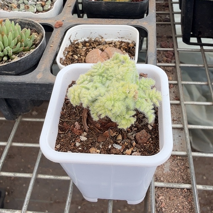 晚***旧老桩阳奎单头4仙人球