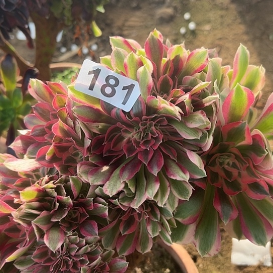 @***糖多肉植物一个女巫