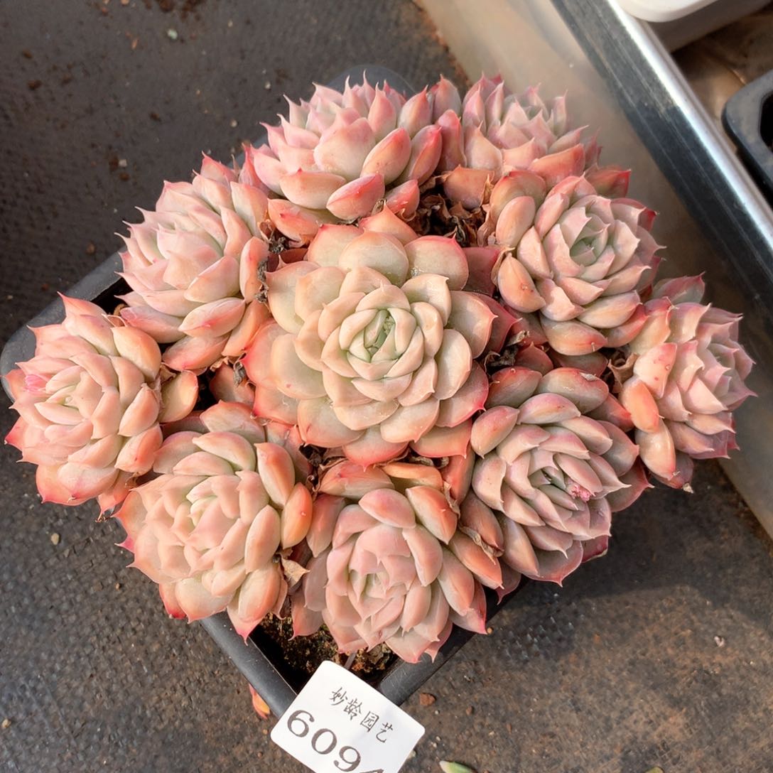 6094不包掉头整散特价处理不售后