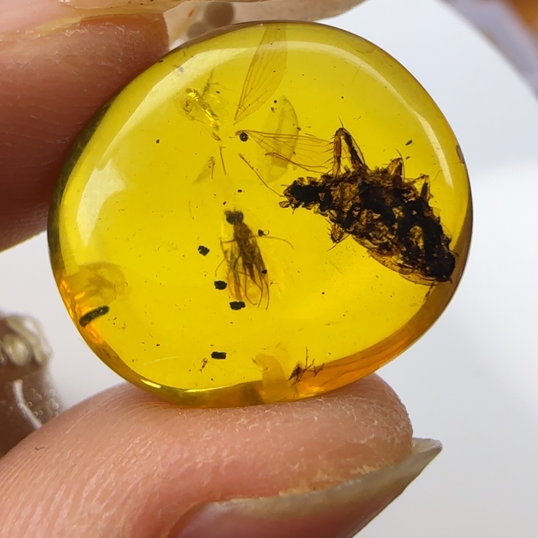 琥珀裸石未镶嵌大蚊子  大蜚蠊