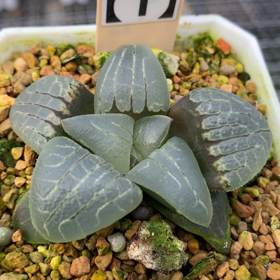 37粉甜心寿一物一拍