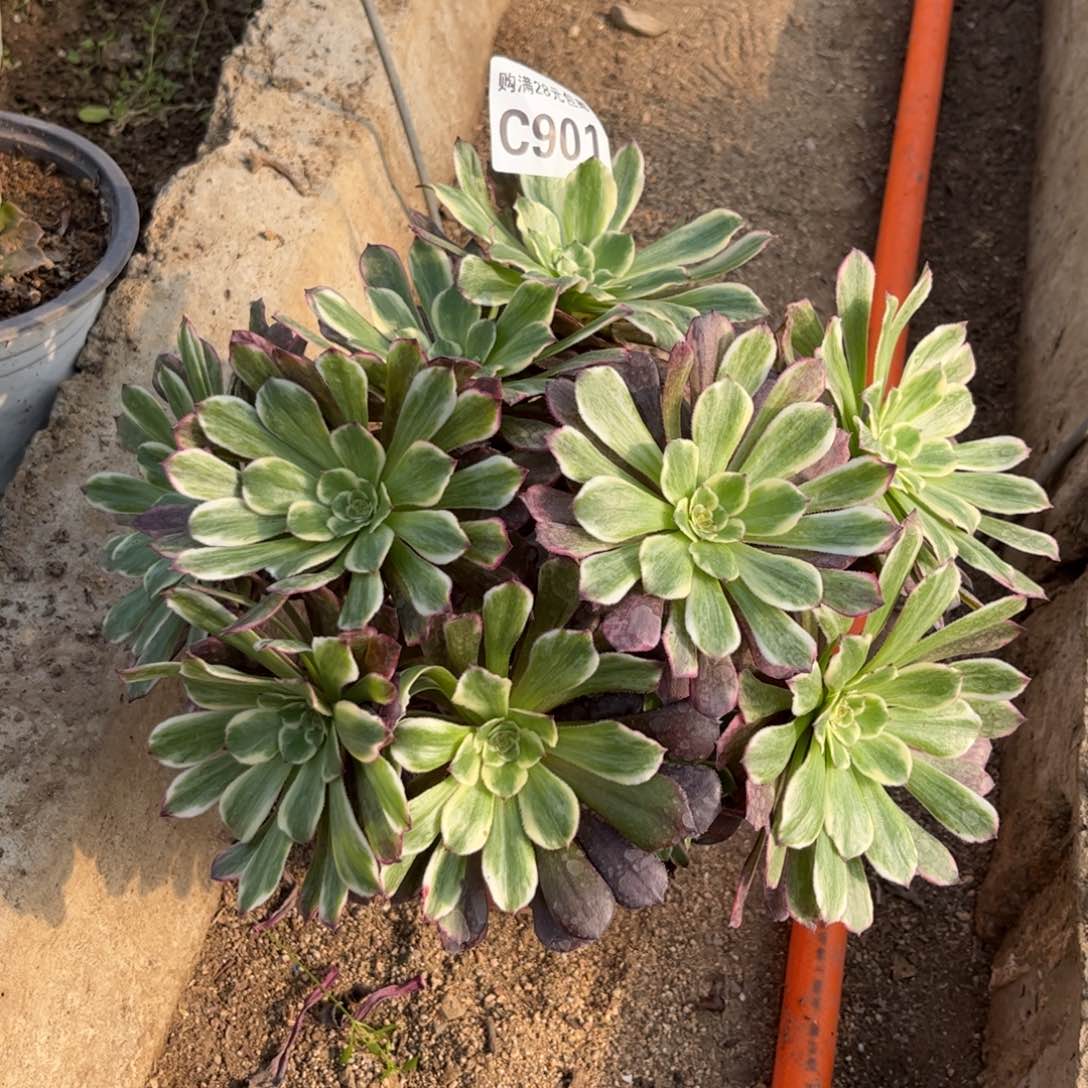 901多肉植物水墨画