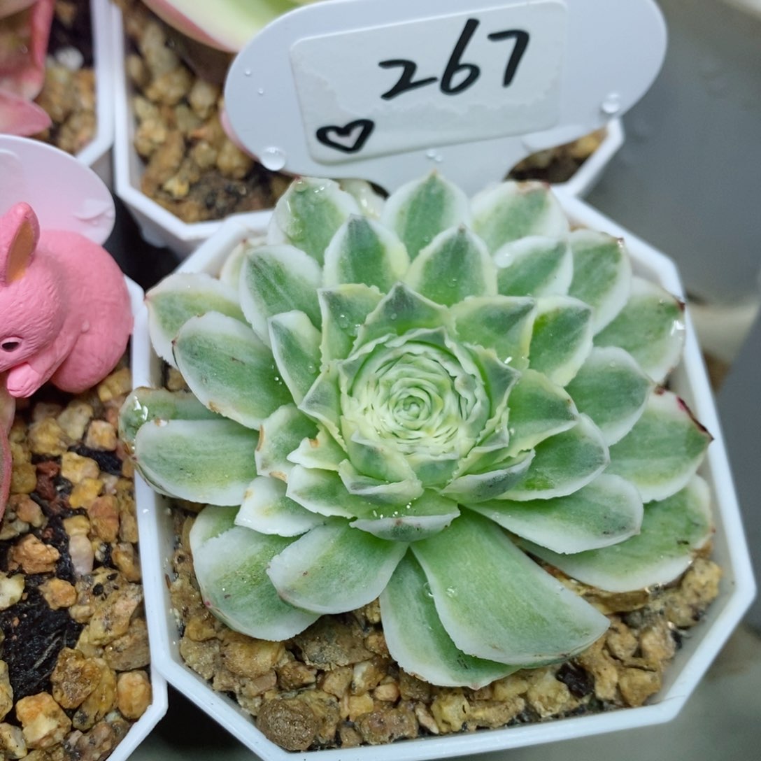 秋夕锦。    267。