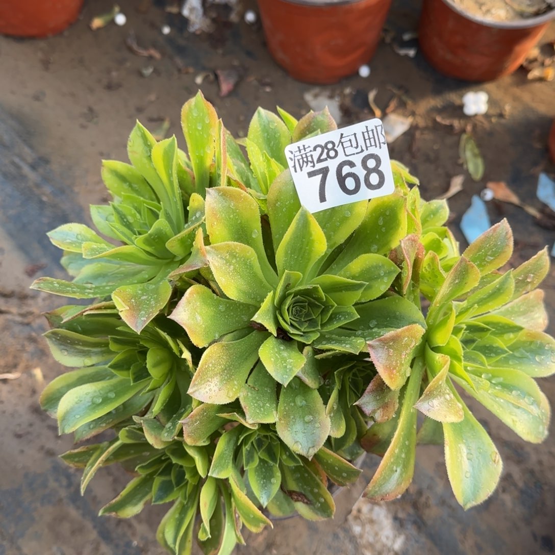 青檬多肉768满28包邮断枝不包