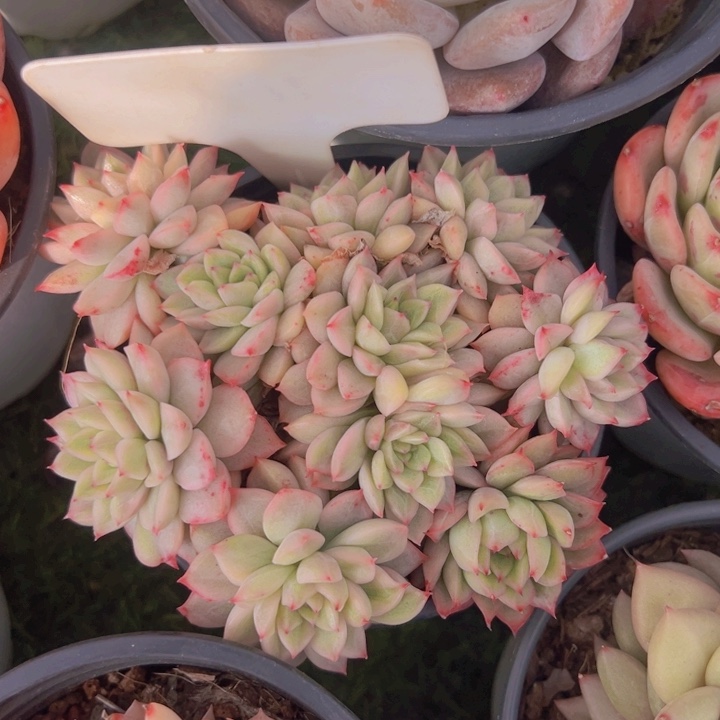 健健康康平平安安