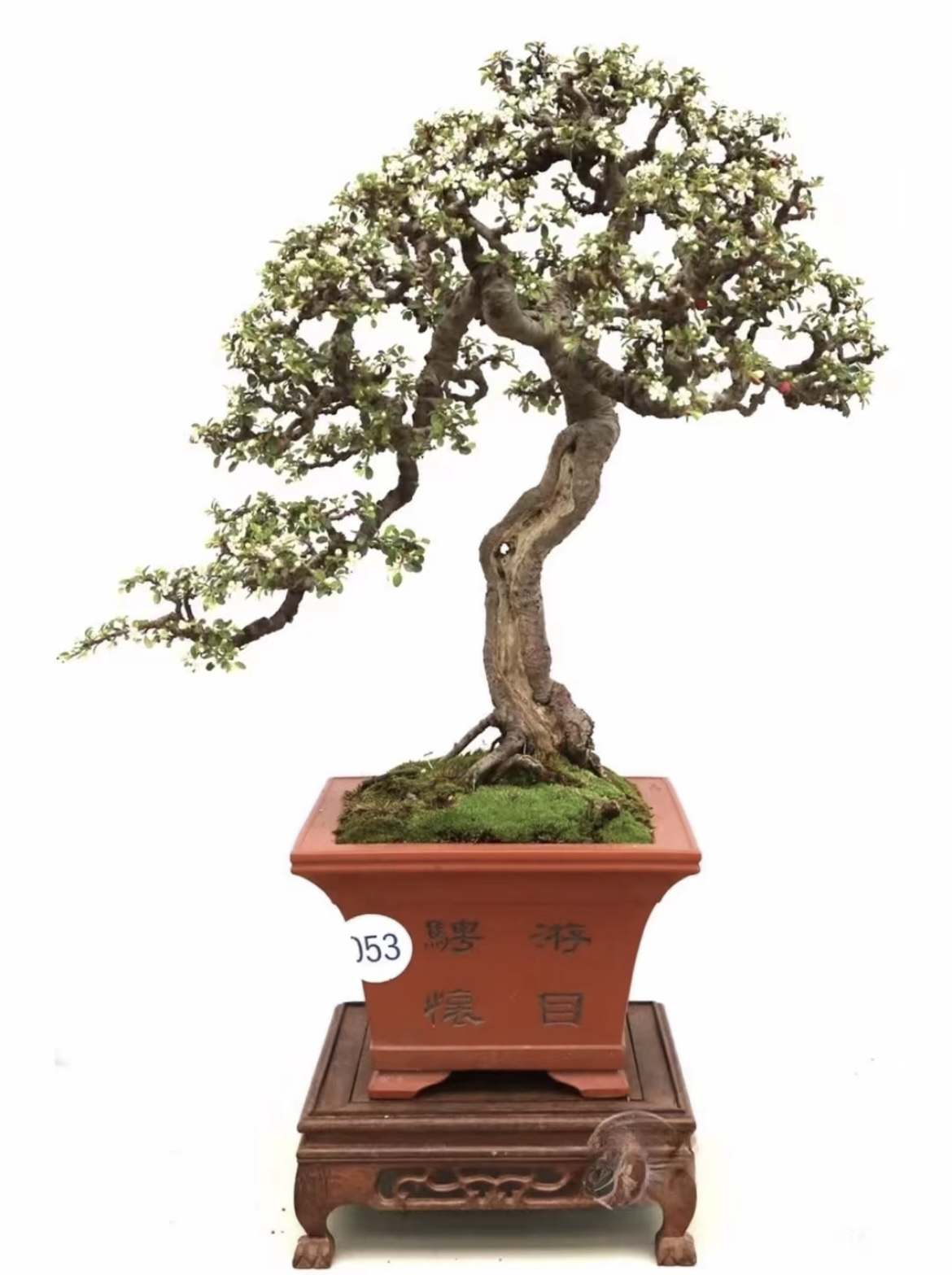 优质盆景素材与各类熟桩盆栽组合