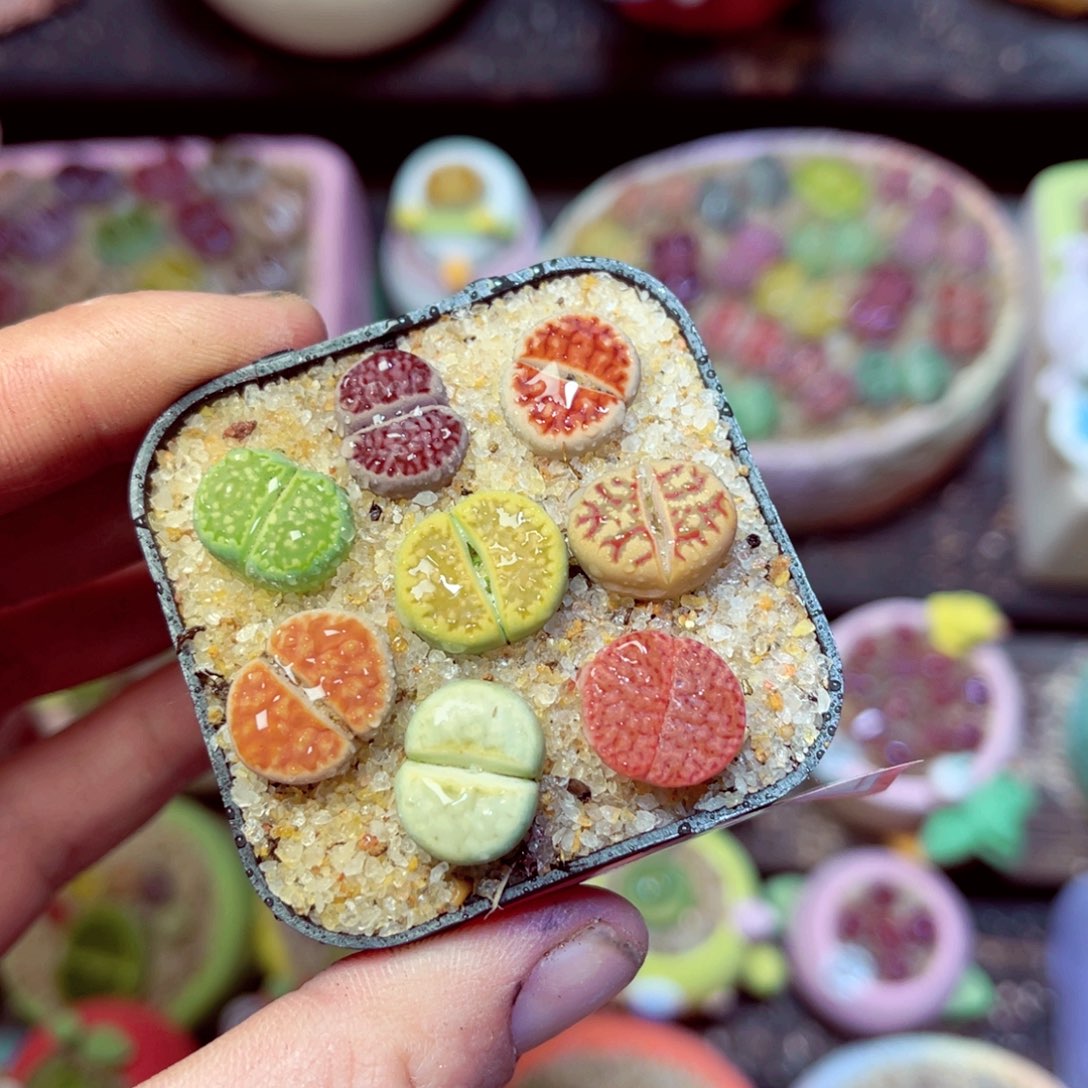 177生石花带盆发1