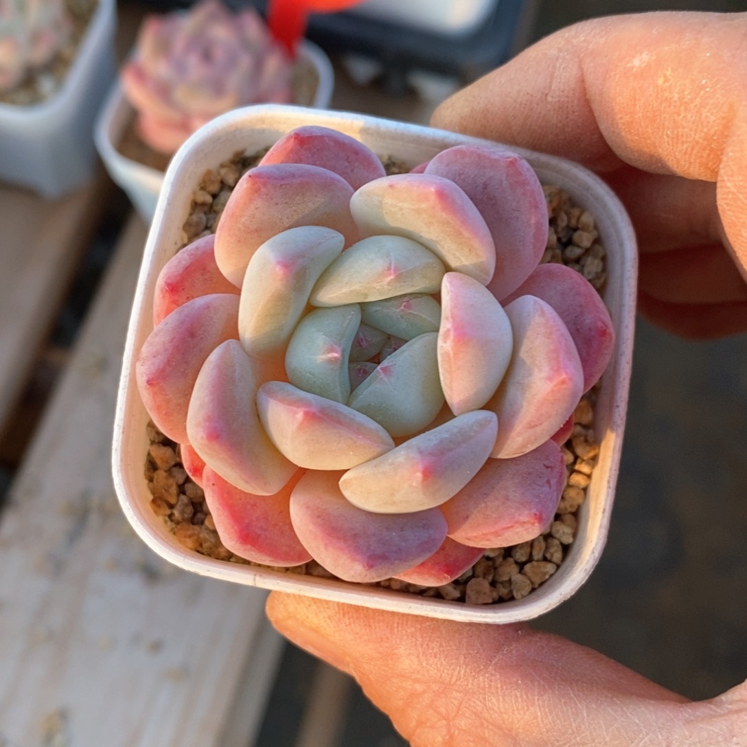 精品多肉一物一拍不包整020