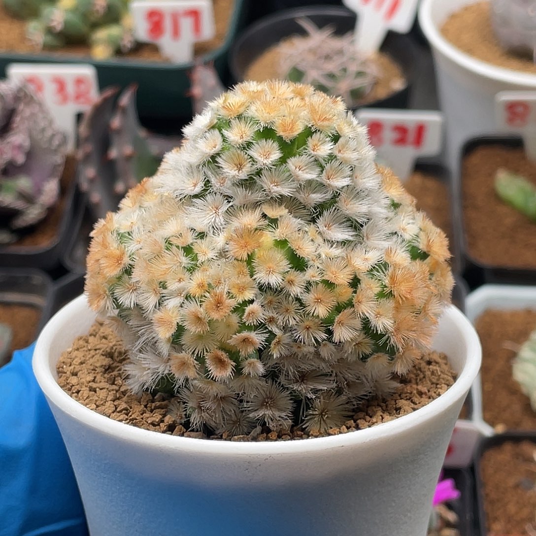 珊瑚嘉文丸群仙人球