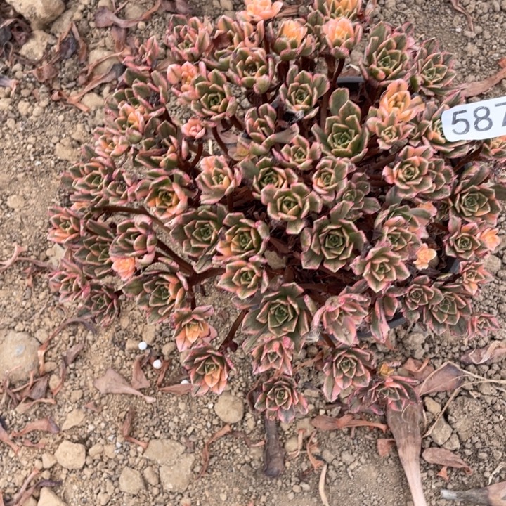 无花朵579多肉植物甜茶