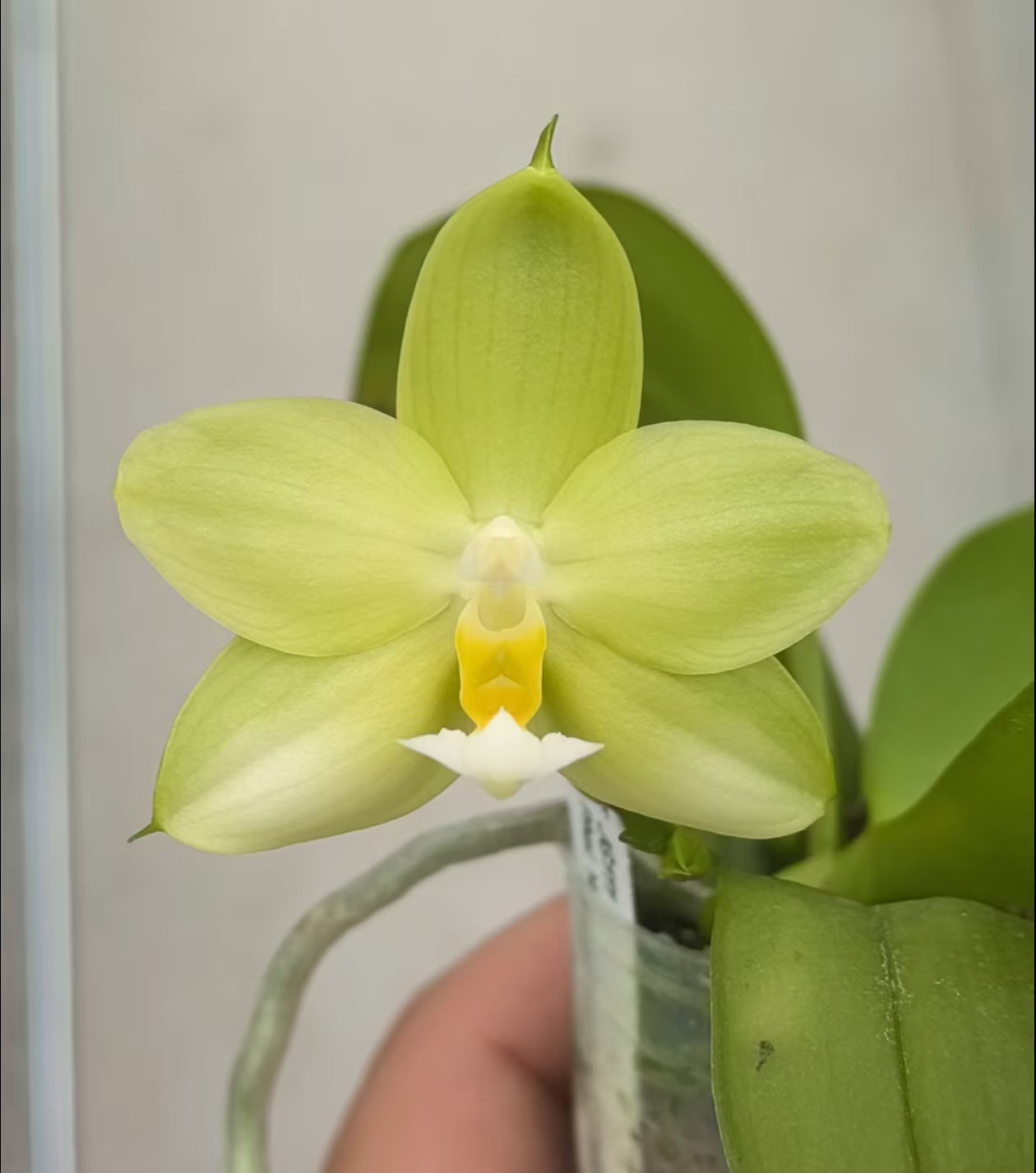 花农杰哥原生种蝴蝶兰直播用链接 JG111 长青蝴蝶兰