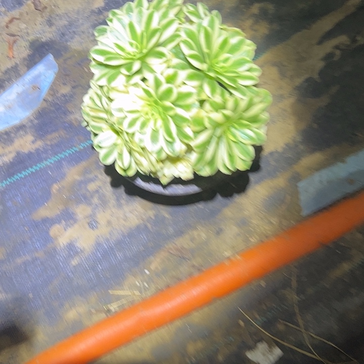 多肉法师植物链接215