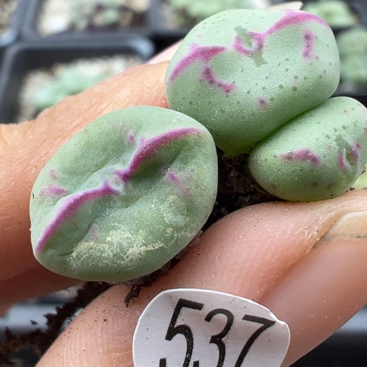 537号1111111111111111