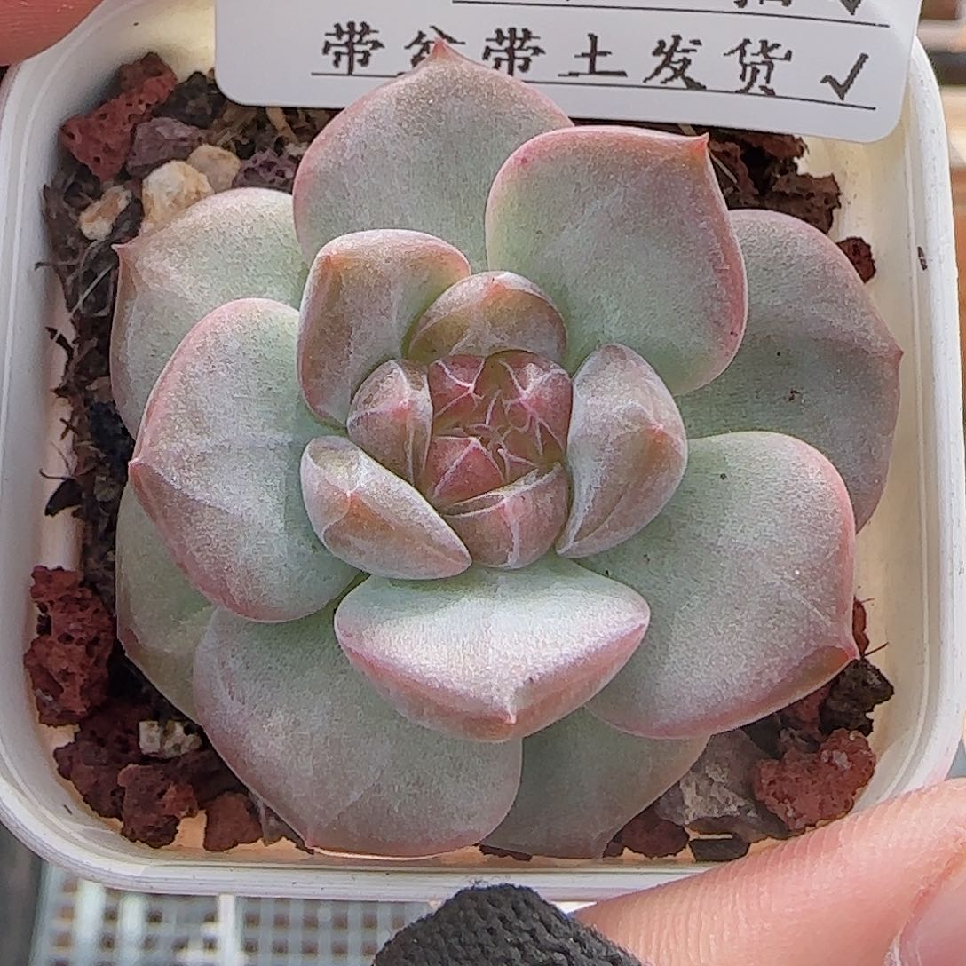 多肉0721-179琥珀天使珍妮