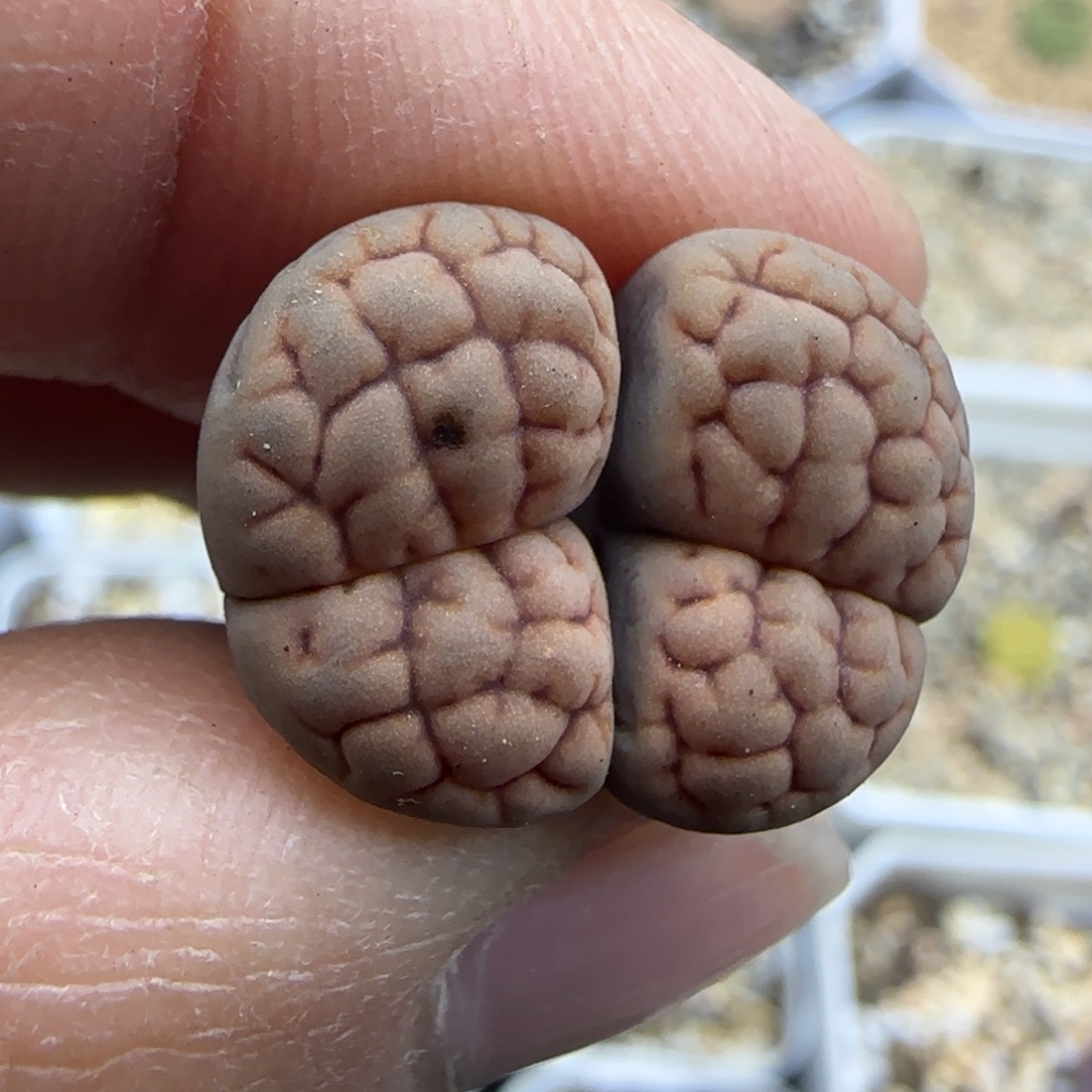 997 清框福利30包邮