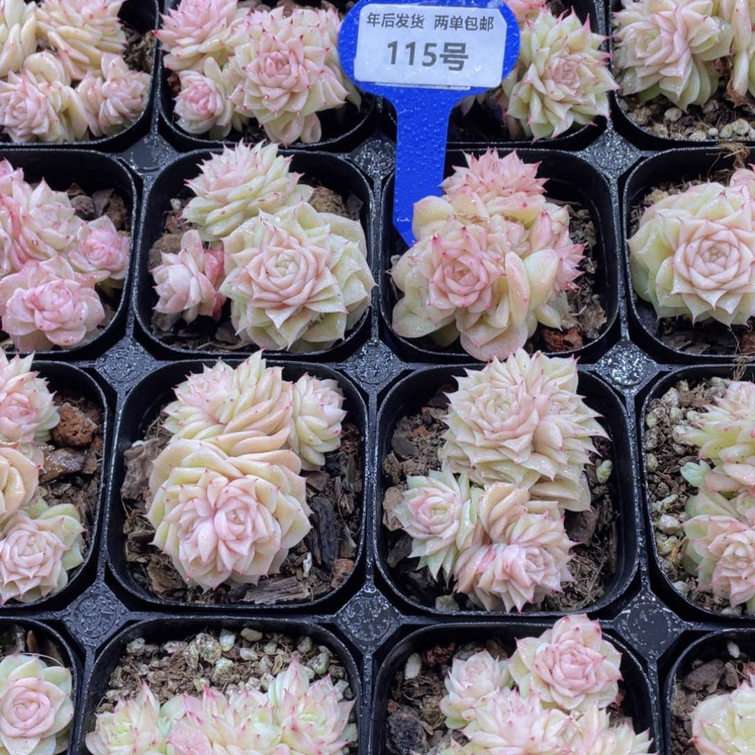 115号玫瑰花珍妮麦秆多头群一个