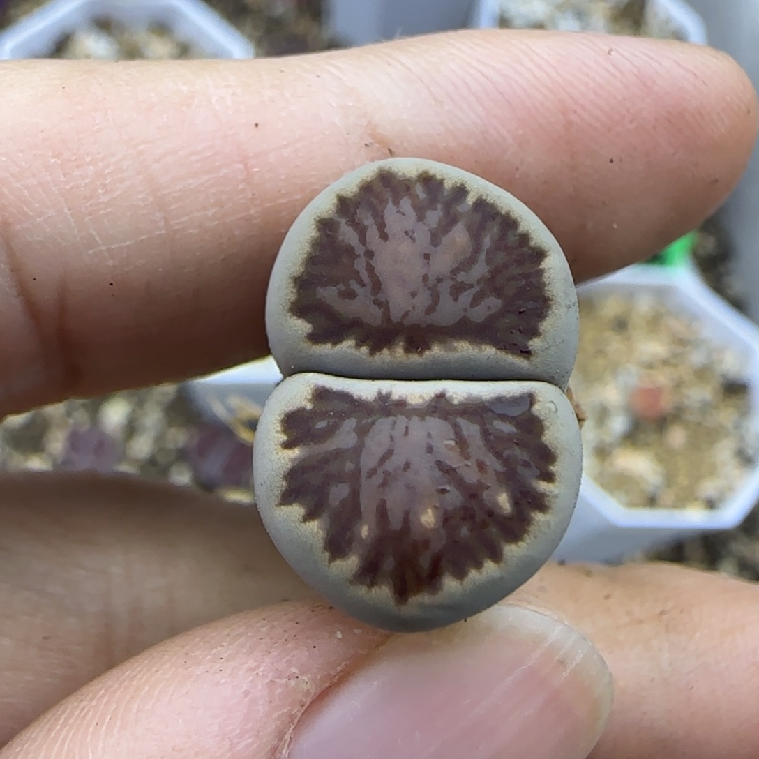 193 黑菊清框福利30包邮