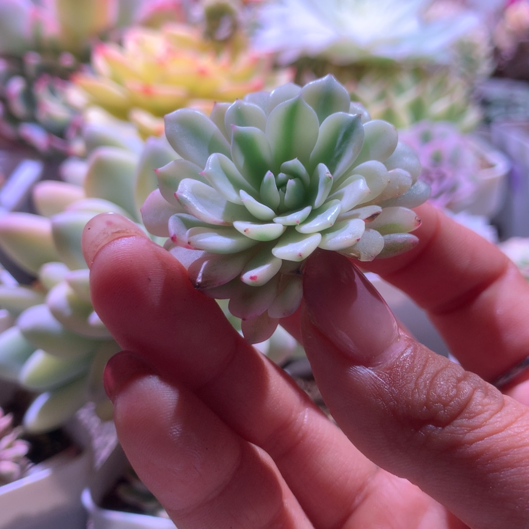 纸风车覆轮锦砍头