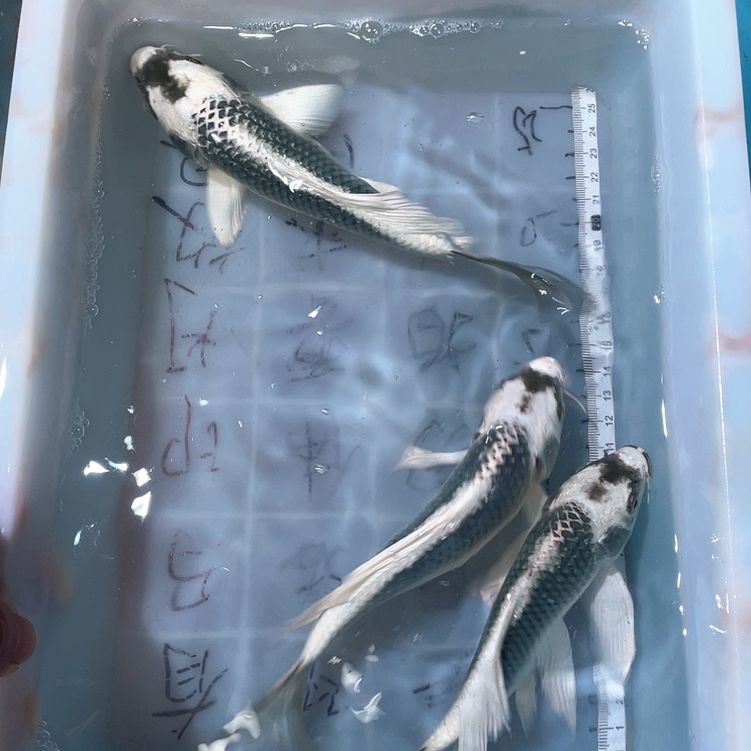 蝴蝶鲤渔场直发75