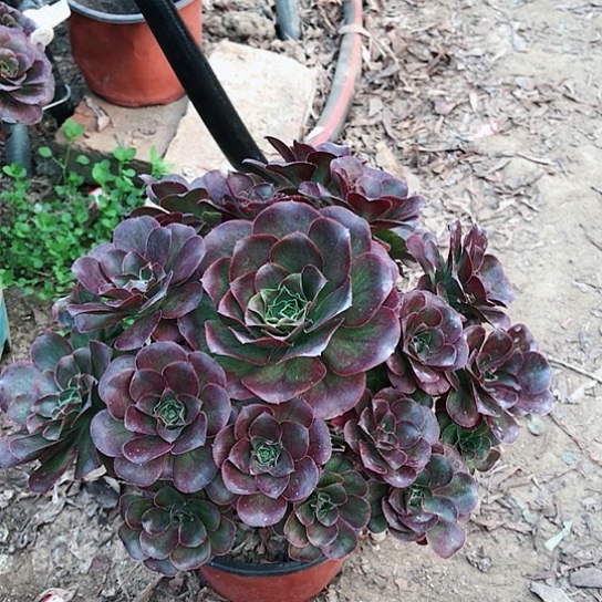 昊***宇魅金玫瑰法师0000008