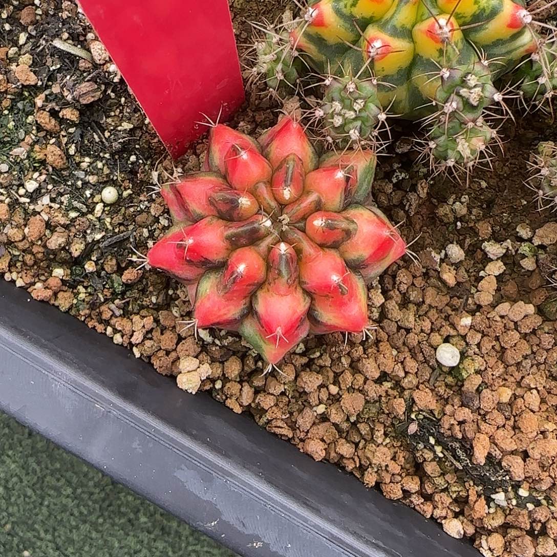 703-1224泰国发货红龙