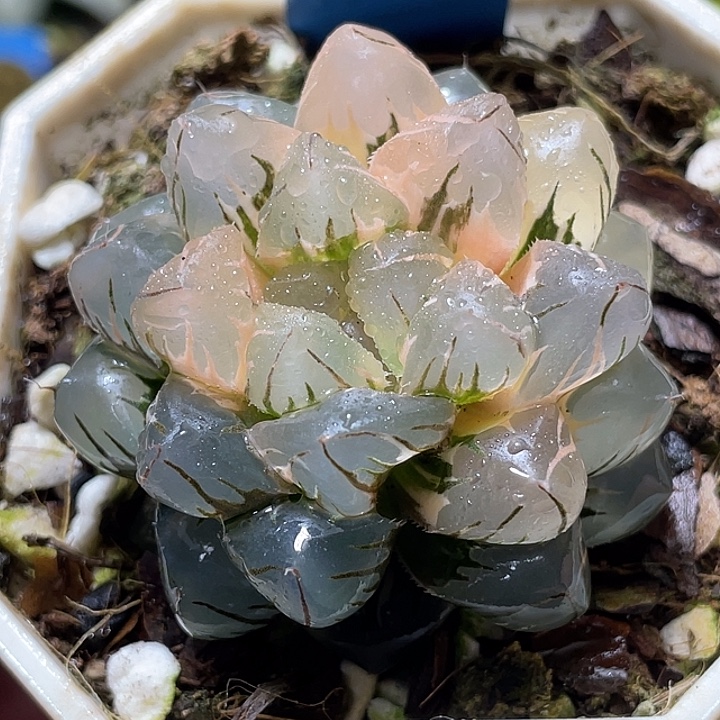 621水中虐锦母本级别