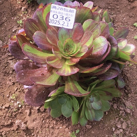 2.13-36花月夜多肉植物