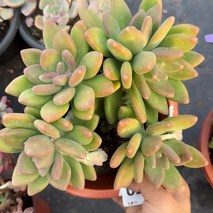 芒果奶827 多肉植物一物一拍