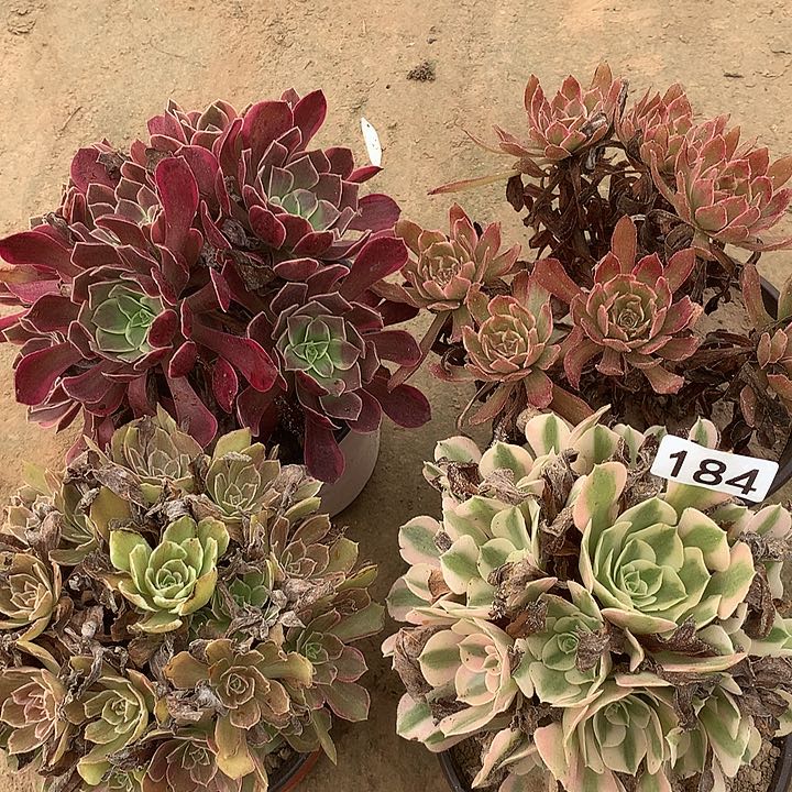 无花朵184四颗多肉植物组合
