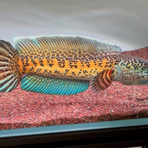 观赏鱼彩虹雷龙鱼冷水淡水混养易活饲养活体凶猛好养耐养