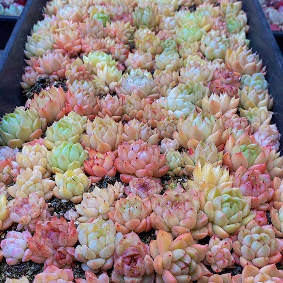 119多肉植物保护研究所所长助理