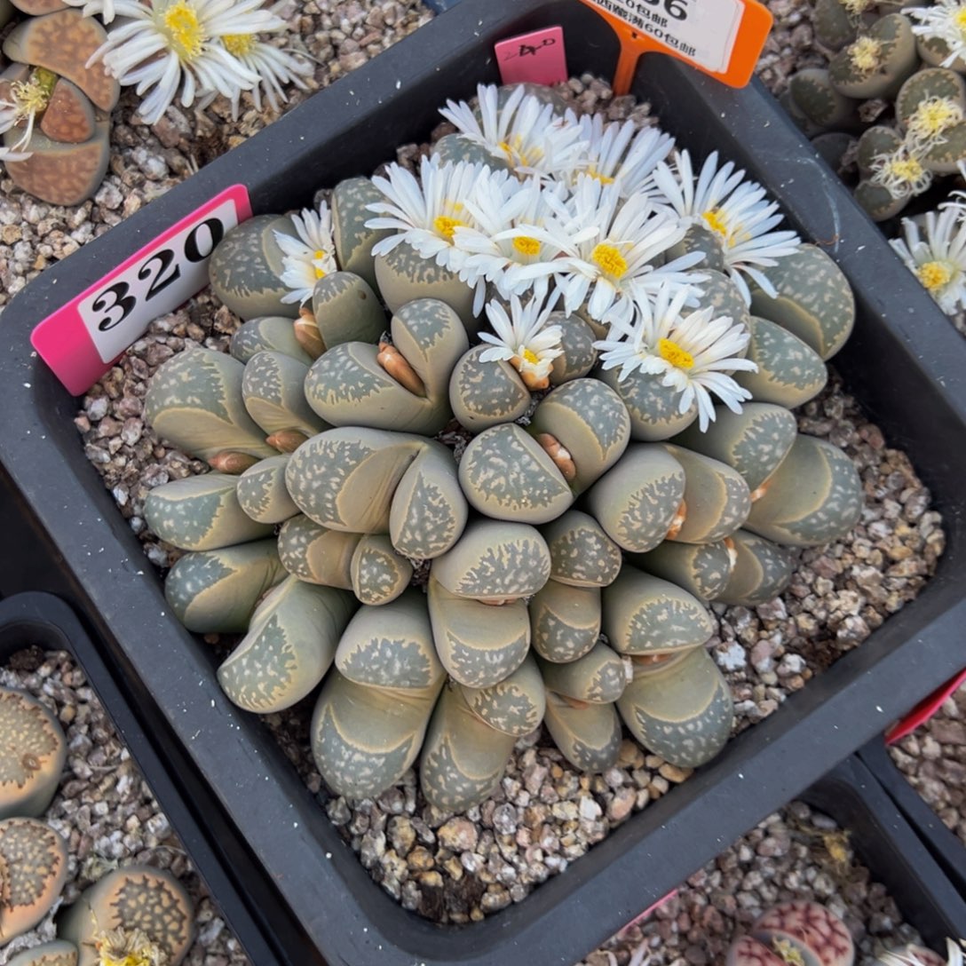 Q***G766 一物一拍，默认有伤，介意勿拍，不退不换