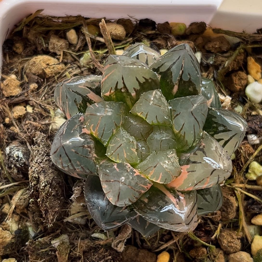 35霓虹灯玉露锦福利专场