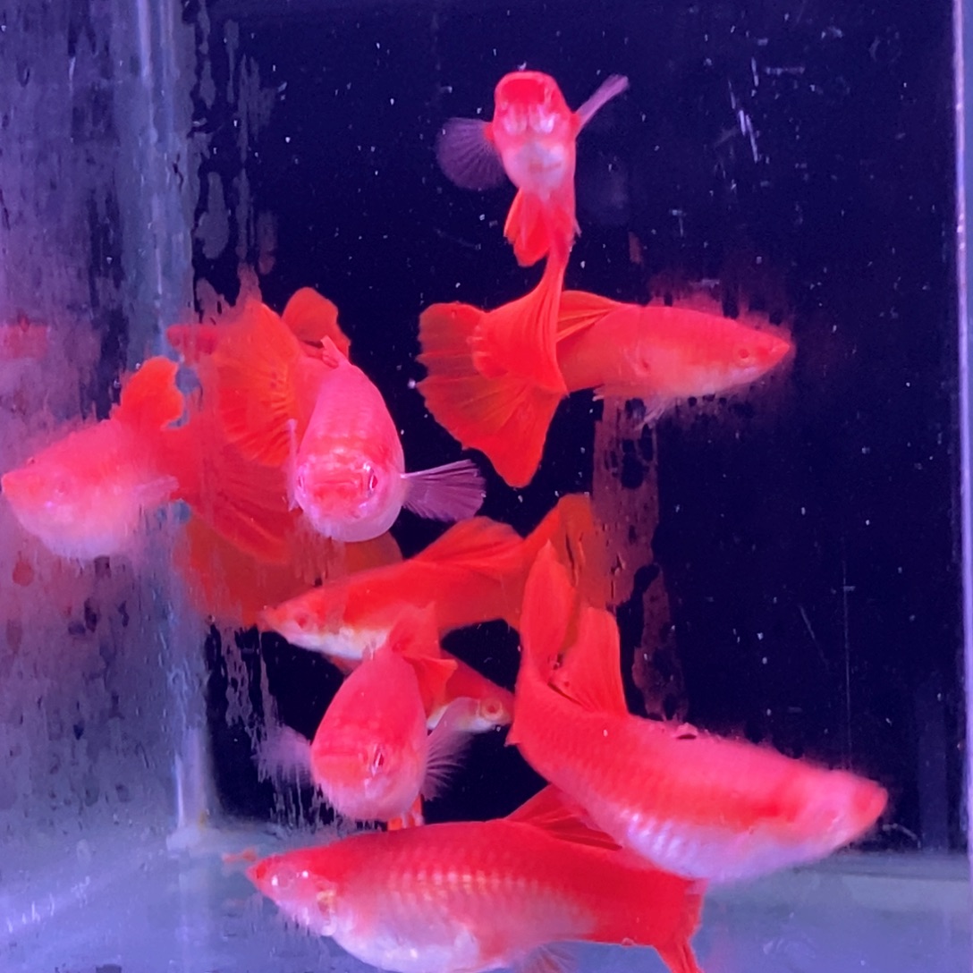 孔雀鱼紫麟大背血红5对